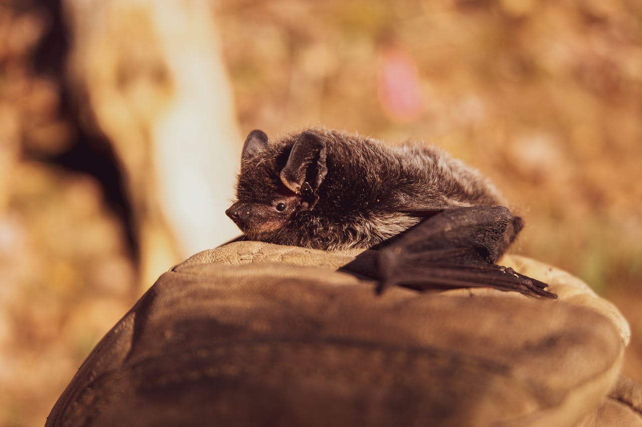 Fledermaus im Haus: Was tun, wenn sich eine Fledermaus verirrt?